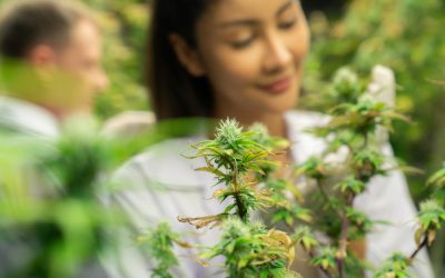 CBD vs THC in medical cannabis industry: Differences and their impact