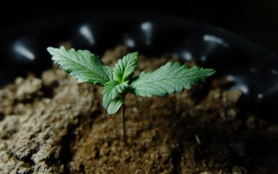 Cultivation Facility Design: Floor Plans for Commercial Cultivation of Medicinal Cannabis