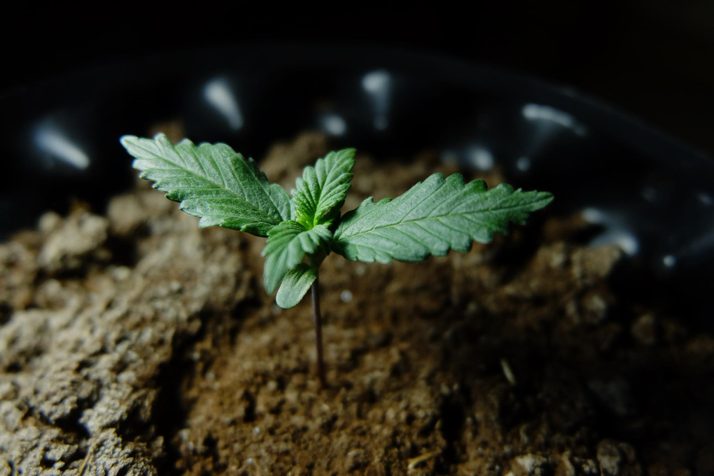 commercial grow facility design