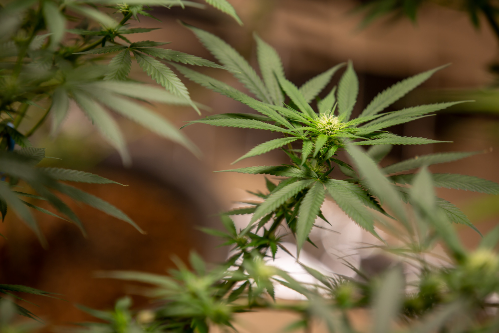 grow facility design